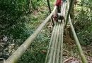 Warga Desa Golo Nimbung Bergotong Royong Bangun Jembatan Bambu untuk Akses Pertanian