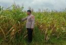 Anggota Bhabinkamtibmas Polsek Maja Polres Lebak Polda Banten Lakukan Pengecekan Lahan Jagung Anggota Bhabinkamtibmas Polsek Maja Polres Lebak Polda Banten Lakukan Pengecekan Lahan Jagung