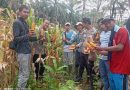 Polsek Panggarangan Polres Lebak Melaksanakan Panen Raya Jagung Hibrida 2026