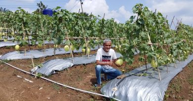 Kadin Panen Buah Melon Empat Hektar