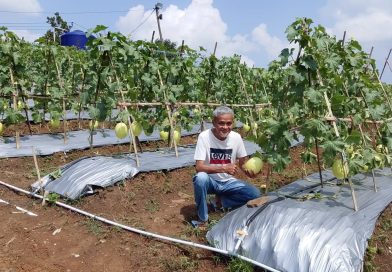 Kadin Panen Buah Melon Empat Hektar