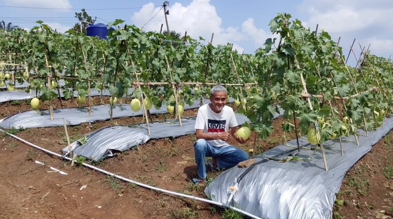 Kadin Panen Buah Melon Empat Hektar