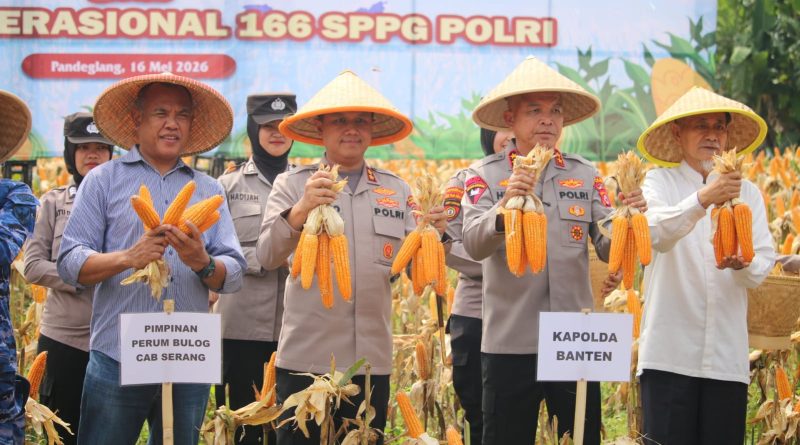 Dampingi Kapolda Banten, Kapolres Pandeglang Ikut Panen Raya Jagung Bersama Petani di Desa Paniis