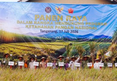 Panen Raya TNI Serentak di Kresek, Kodim 0510/Tigaraksa Perkuat Ketahanan Pangan Nasional Panen Raya TNI Serentak di Kresek, Kodim 0510/Tigaraksa Perkuat Ketahanan Pangan Nasional 